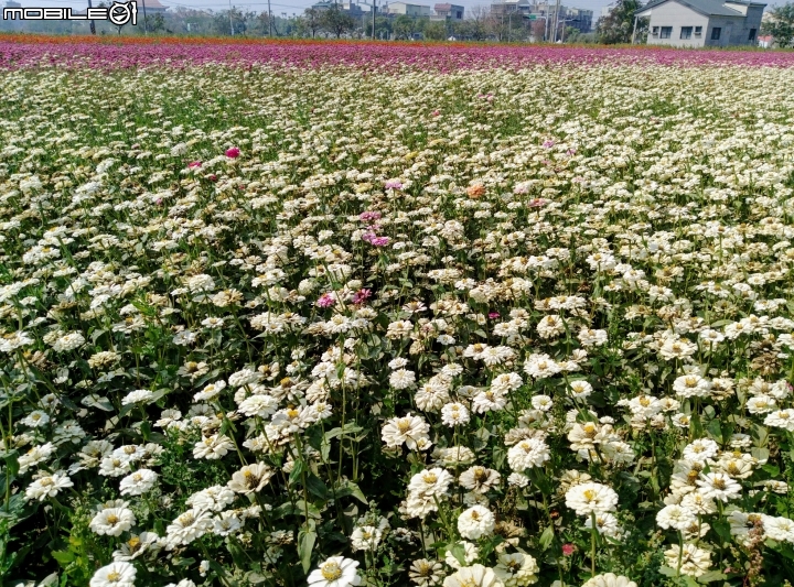 鹽水區信義路花海