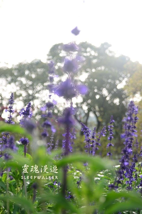 ［台南柳營。景點］南元花園休閒農場－闔家歡樂，情侶約會的後花園