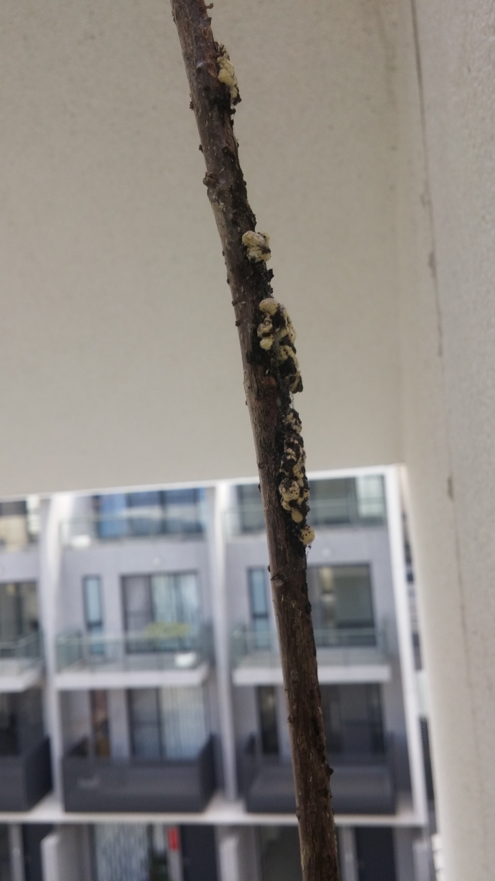 請教各位前輩樹名及蟲害問題？