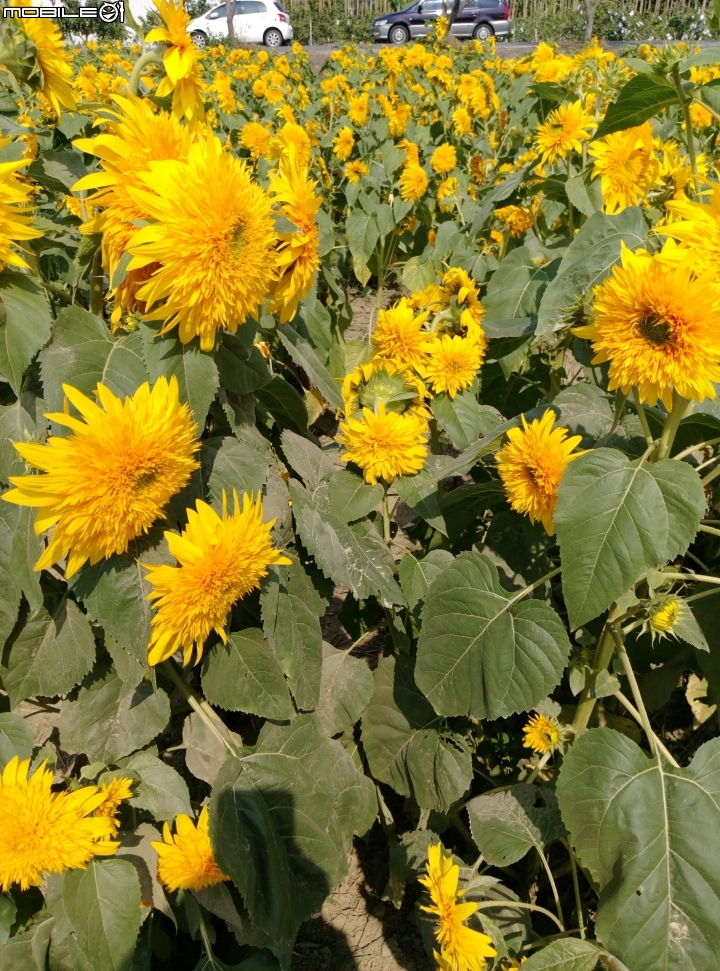 愛在杉林花美濃-延長至2月20日