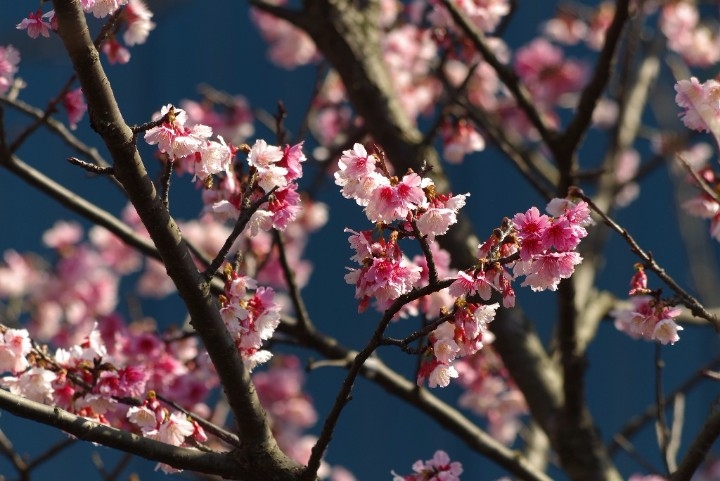 河津櫻盛開中．新北鶯歌