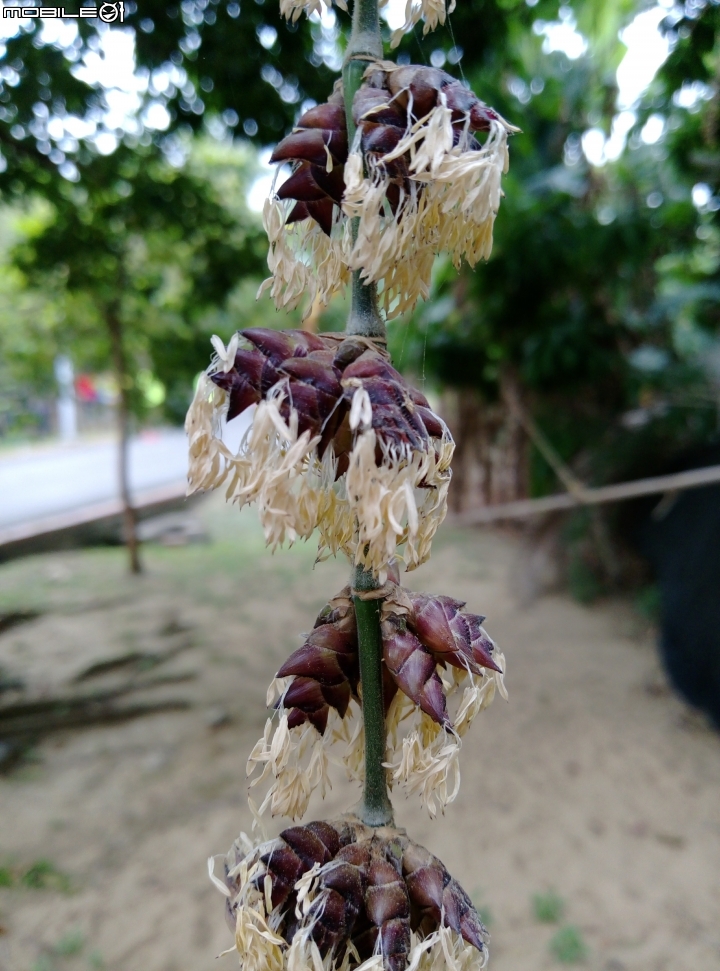 永康公園 竹子開花 象徵?