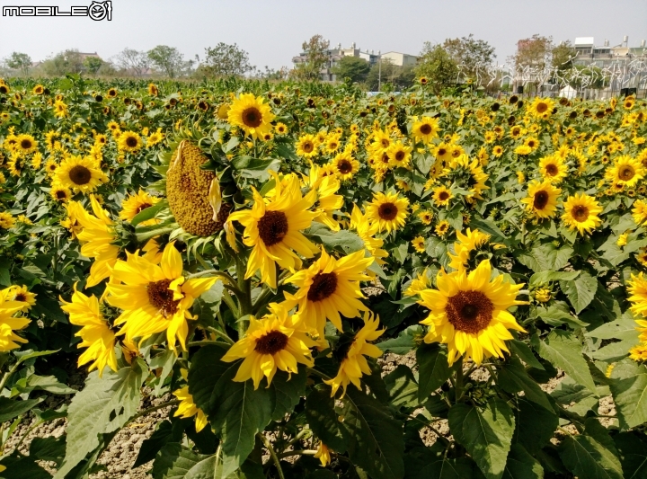 鹽水區信義路花海