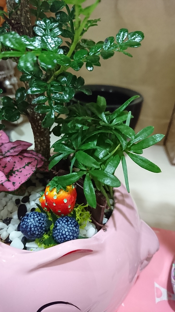 請教盆栽植物名與照顧方式