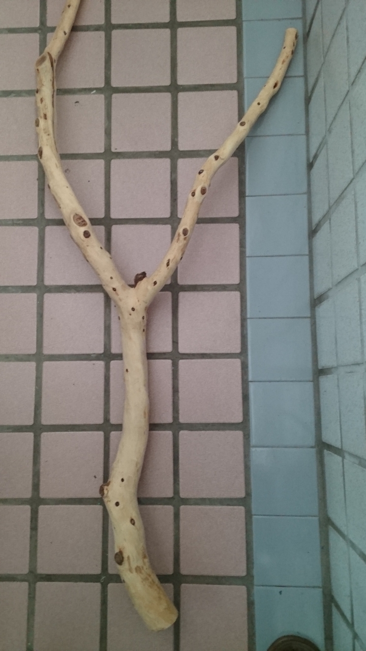 木柄鋼杯DIY 請益