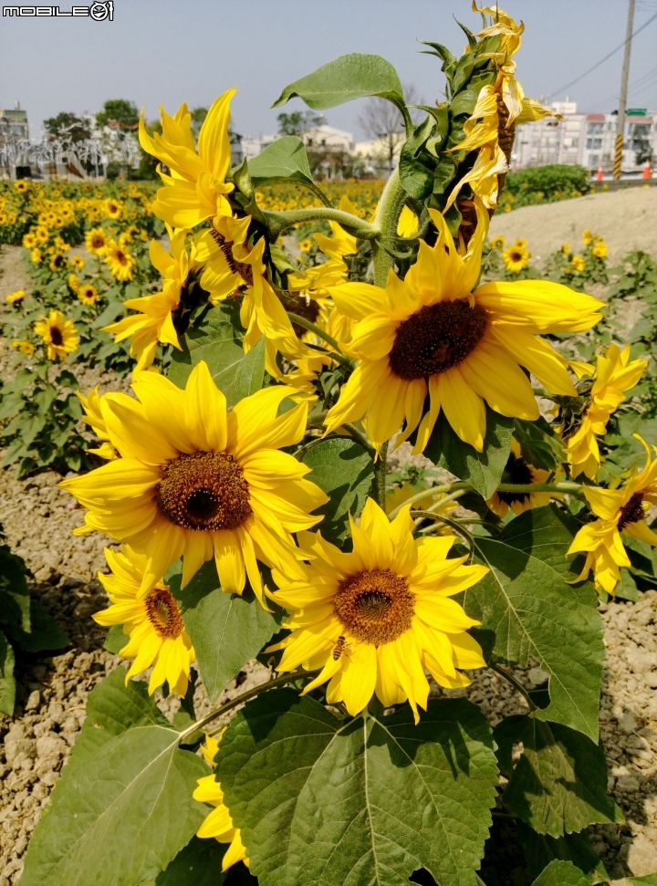 鹽水區信義路花海