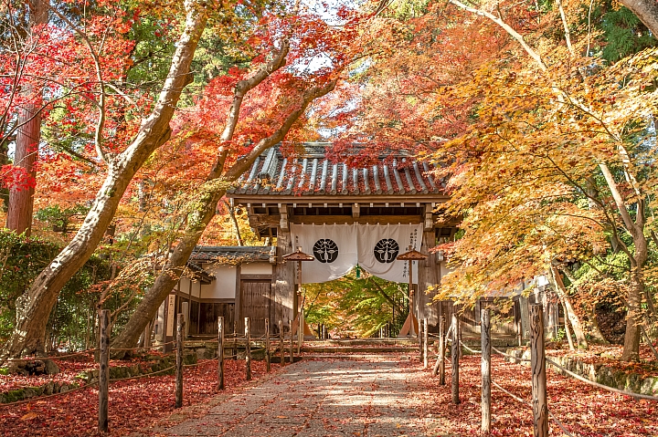 [D4] 京都賞楓攝影（後製）圖多