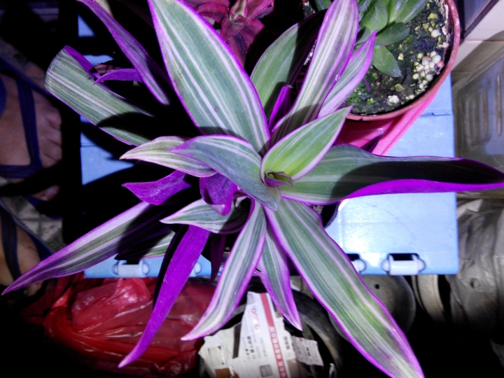 植物-求名