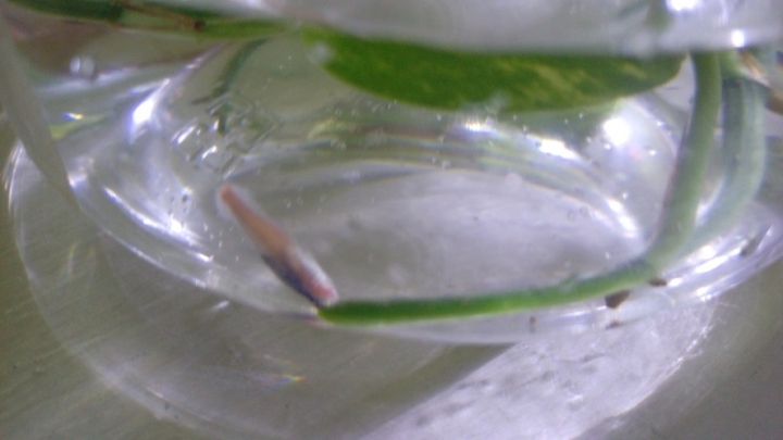 [求助] 小魚 尾部變粉肉色 都游不動
