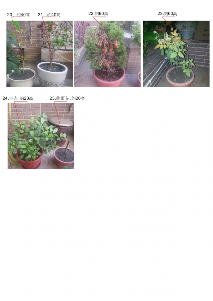 別人送的植物  請專家解答幫忙看下這是什麼植物