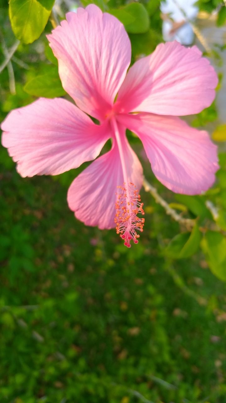 ZenFone 3 Zoom 拍照大樓
