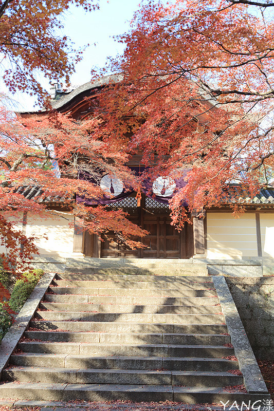 【京都長岡京】總本山光明寺，京都賞紅葉必看楓葉隧道