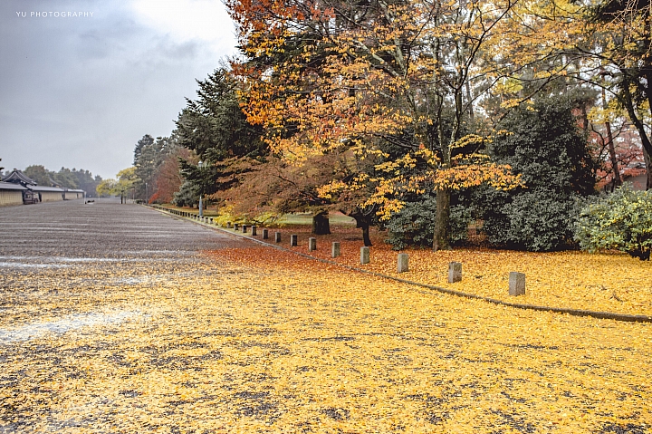 [D4] 京都賞楓攝影（後製）圖多