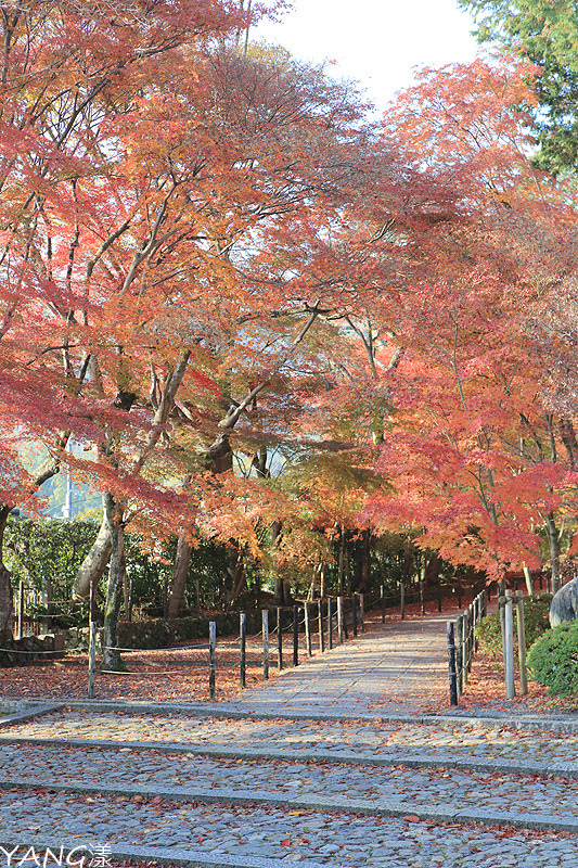 【京都長岡京】總本山光明寺，京都賞紅葉必看楓葉隧道