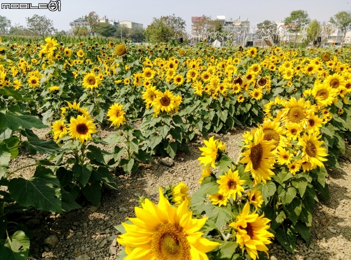 鹽水區信義路花海