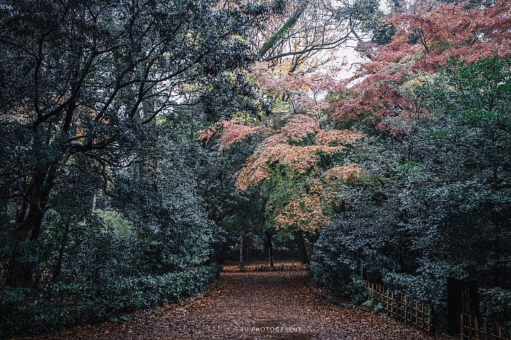 [D4] 京都賞楓攝影（後製）圖多