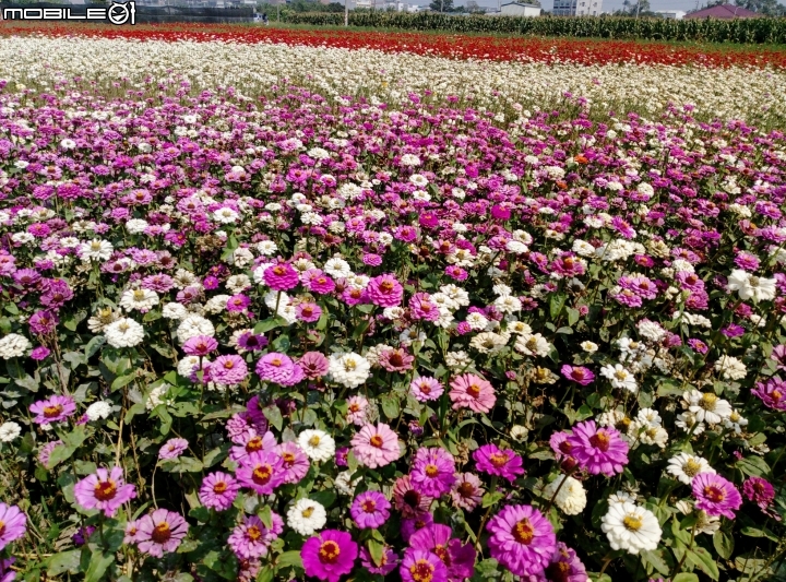 鹽水區信義路花海