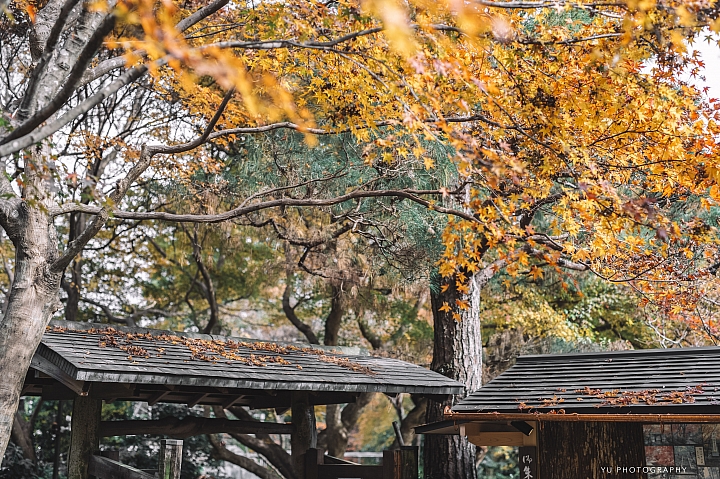 [D4] 京都賞楓攝影（後製）圖多