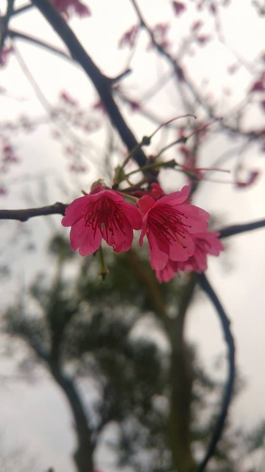 (第94批圖) LG G4 &G5&V10&v20 日夜拍研究團 精選作品2017.2.15