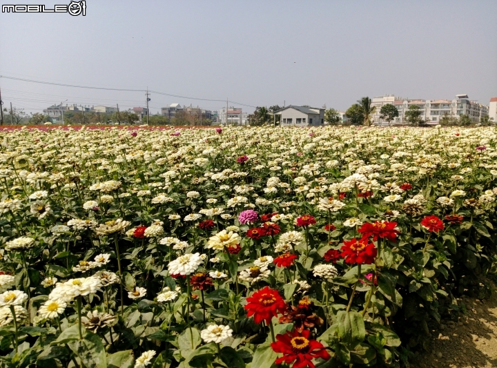 鹽水區信義路花海