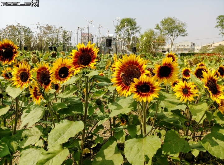 鹽水區信義路花海
