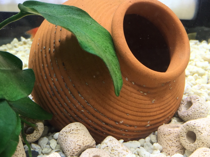 [提問]想請問我魚缸一點一點白白是什麼呢 謝謝