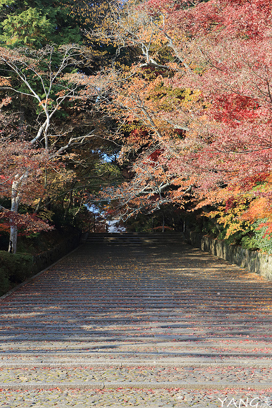 【京都長岡京】總本山光明寺，京都賞紅葉必看楓葉隧道
