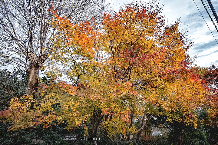 [D4] 京都賞楓攝影（後製）圖多