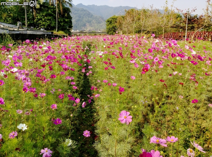 愛在杉林花美濃-延長至2月20日