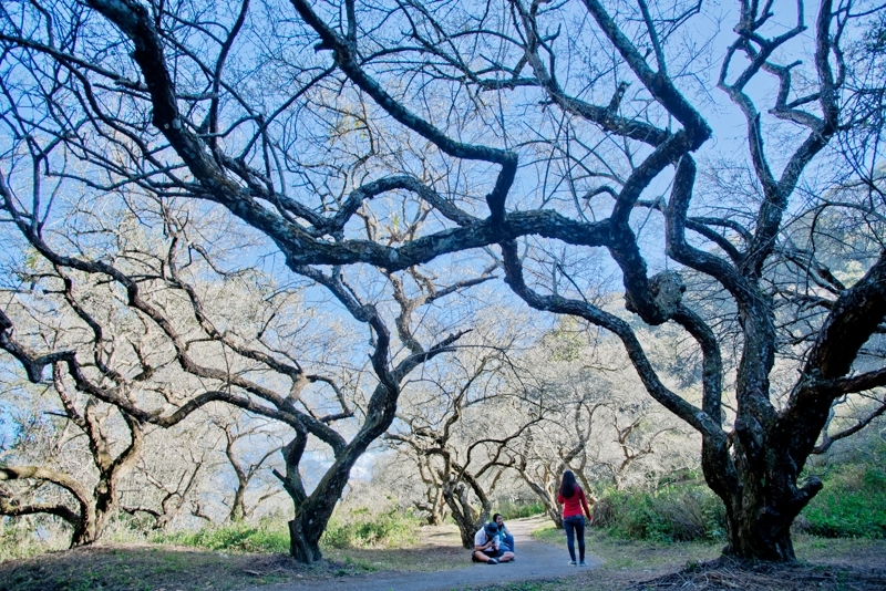 [信義賞梅] 2017/01/18 南投信義鄉土場梅園賞梅