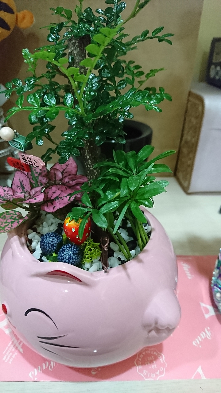 請教盆栽植物名與照顧方式