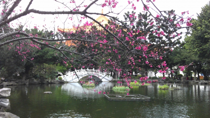 2017.02.06 暨大野餐櫻花遊