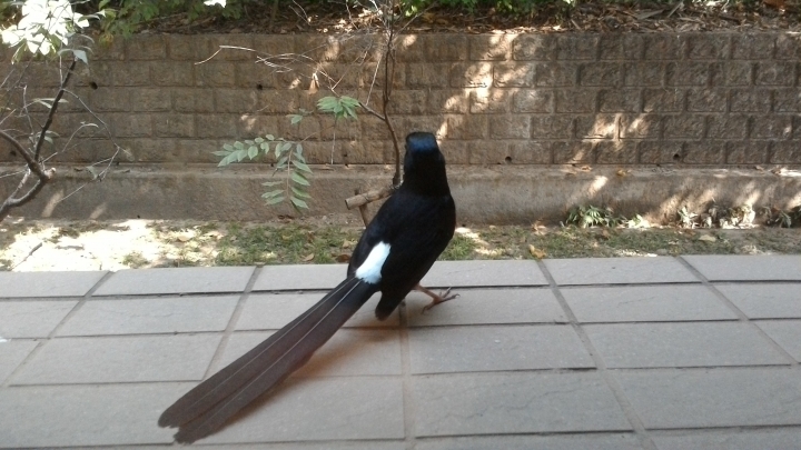 這是什麼鳥？