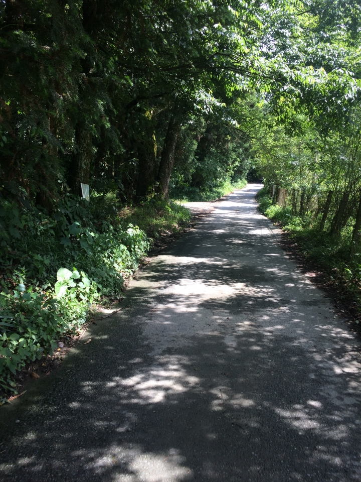 SSCX 單速車田字環島前傳 (完)