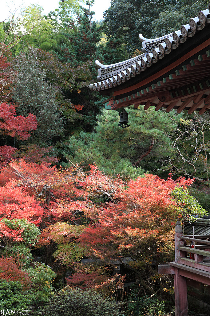 【京都山科】毘沙門堂，紅葉期間至少得來兩次