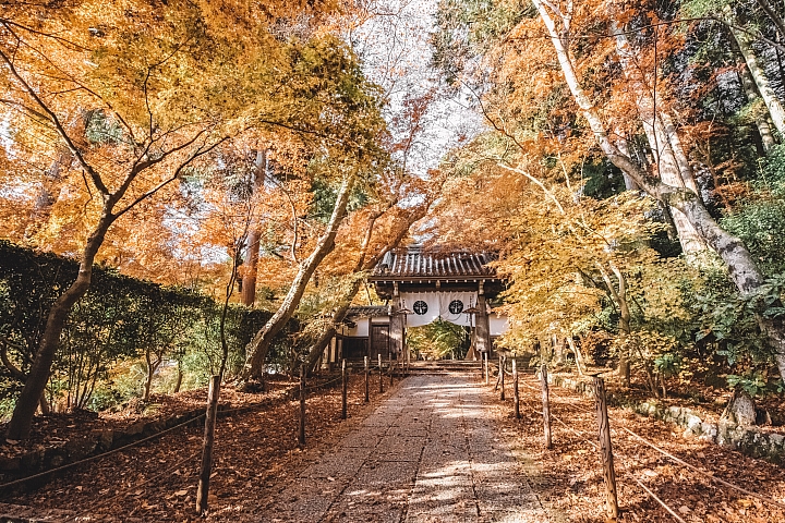 [D4] 京都賞楓攝影（後製）圖多