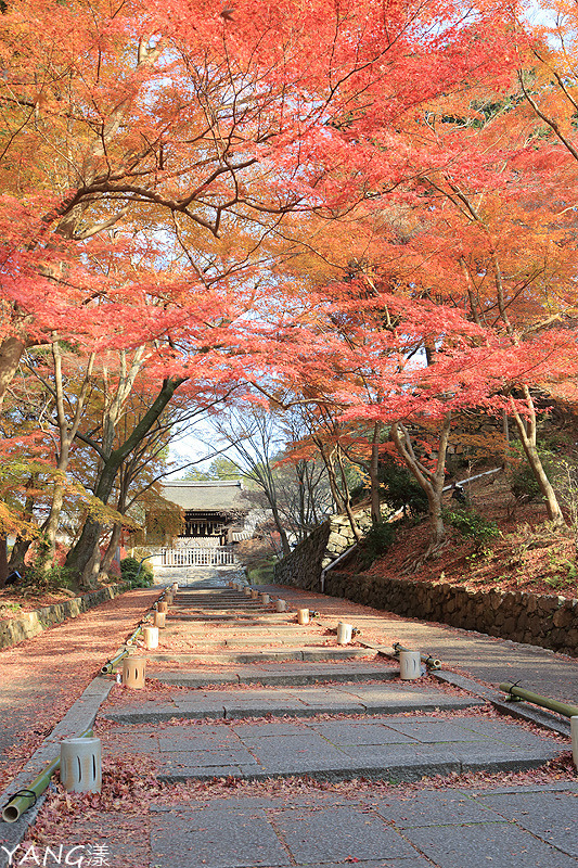 【京都山科】毘沙門堂，紅葉期間至少得來兩次