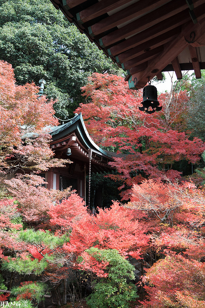 【京都山科】毘沙門堂，紅葉期間至少得來兩次