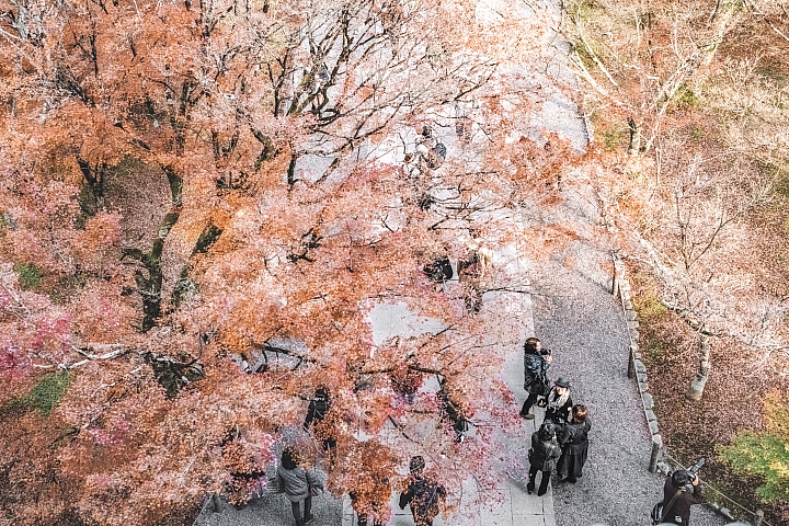 [D4] 京都賞楓攝影（後製）圖多