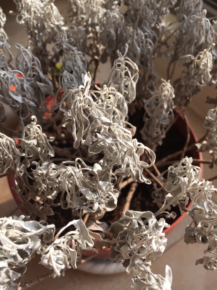 想請教各位先進，圖片中「芙蓉」的狀態究竟是？？？