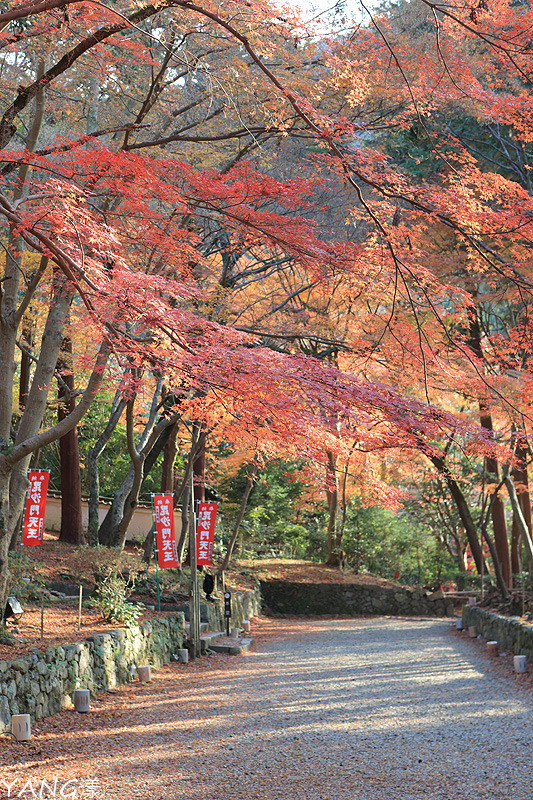 【京都山科】毘沙門堂，紅葉期間至少得來兩次