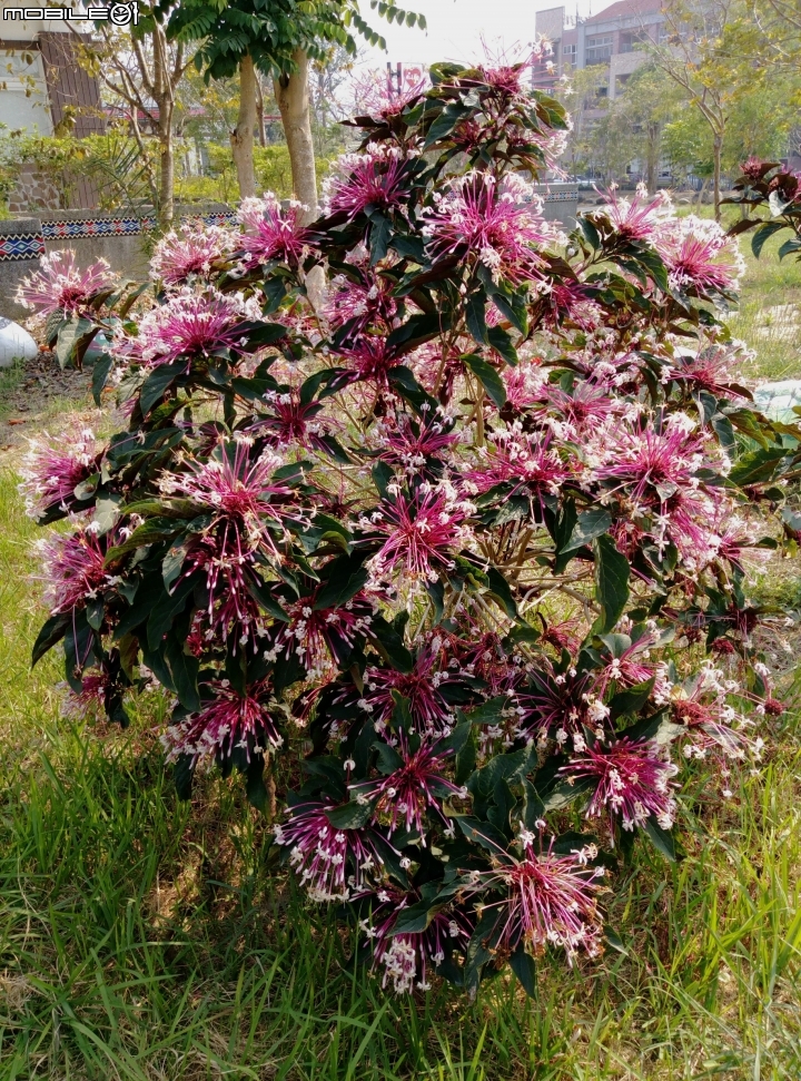 愛在杉林花美濃-延長至2月20日