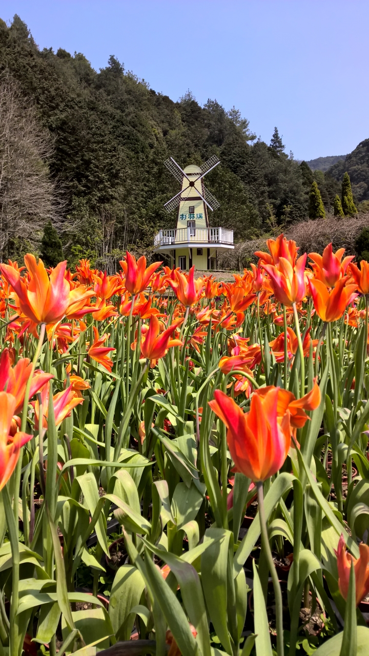 機車旅行-彬林溪牡丹花