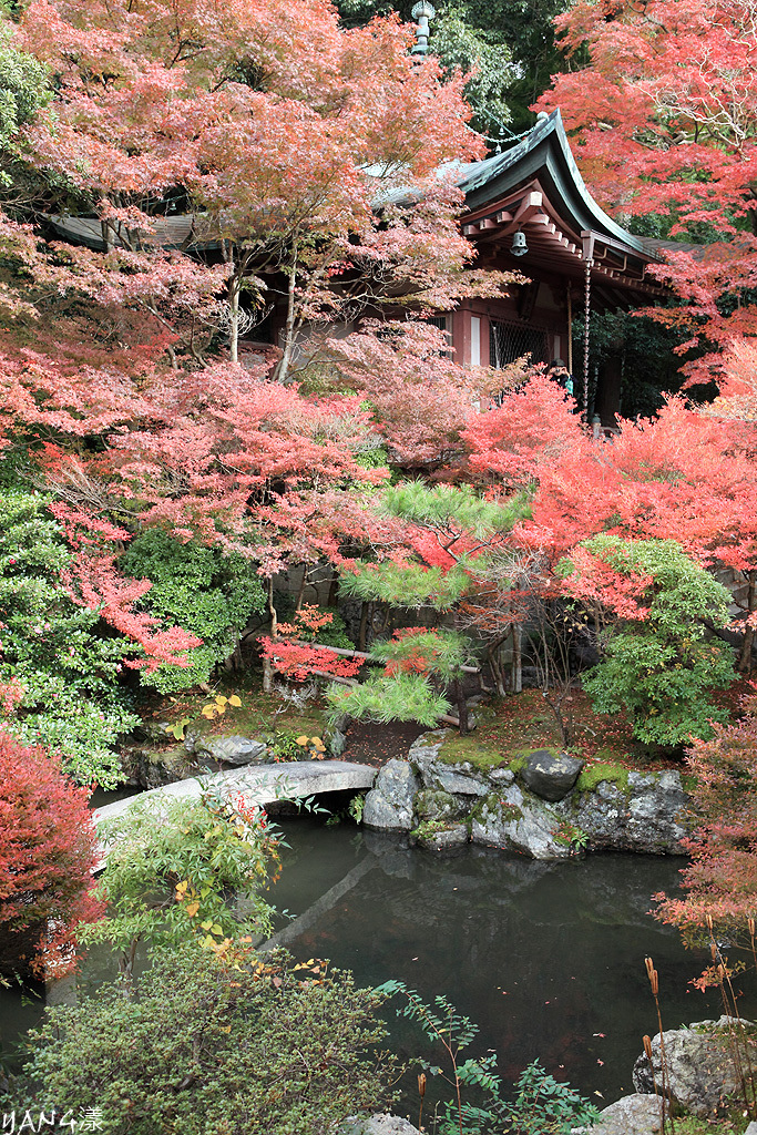 【京都山科】毘沙門堂，紅葉期間至少得來兩次