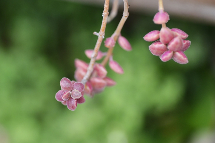 [微距分享]Tamron 90mm F2.8 (272E)拍萌萌多肉植物