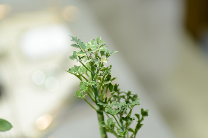 [微距分享]Tamron 90mm F2.8 (272E)拍萌萌多肉植物