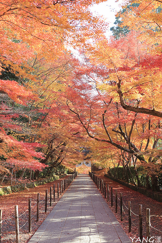 【京都長岡京】總本山光明寺，京都賞紅葉必看楓葉隧道