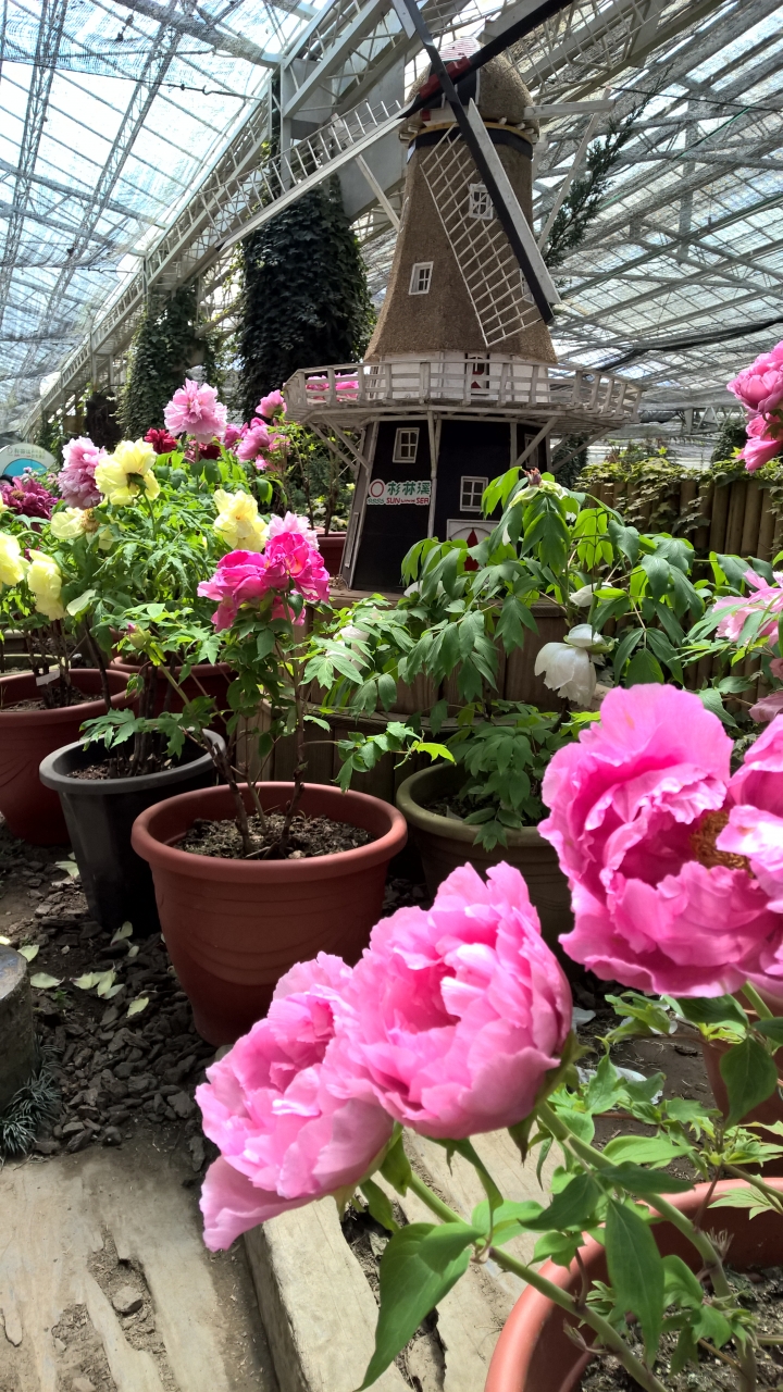 機車旅行-彬林溪牡丹花