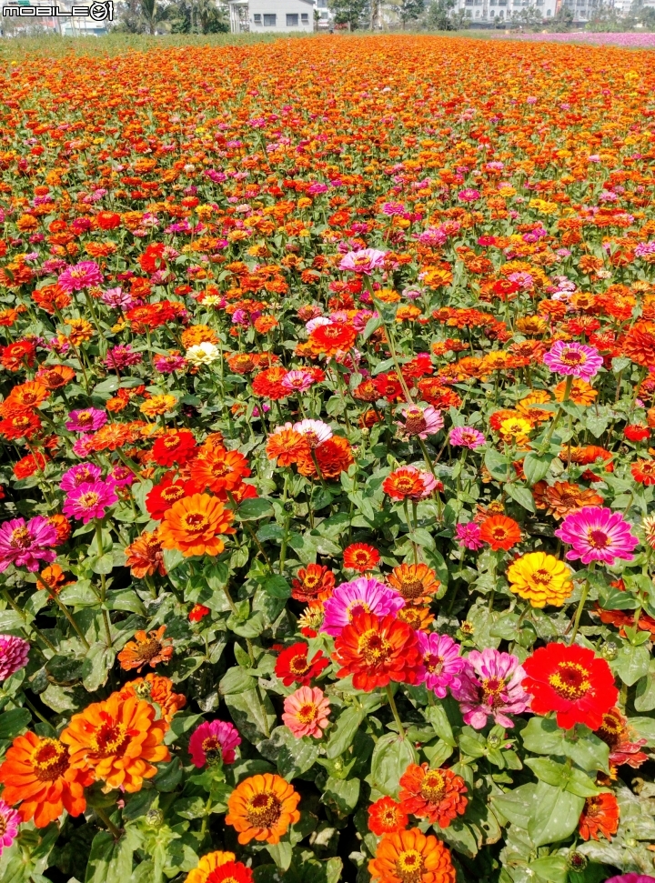 鹽水區信義路花海