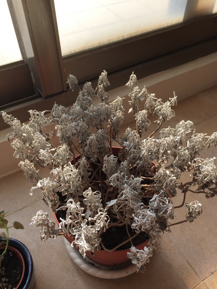 想請教各位先進，圖片中「芙蓉」的狀態究竟是？？？